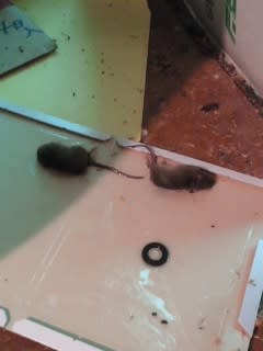 ネズミ駆除