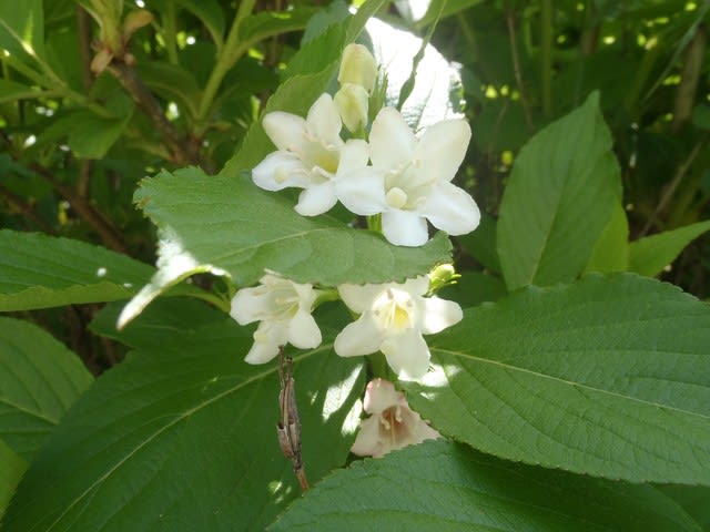 白い花が咲きそろいました アジュール舞子 サンタさんの草花