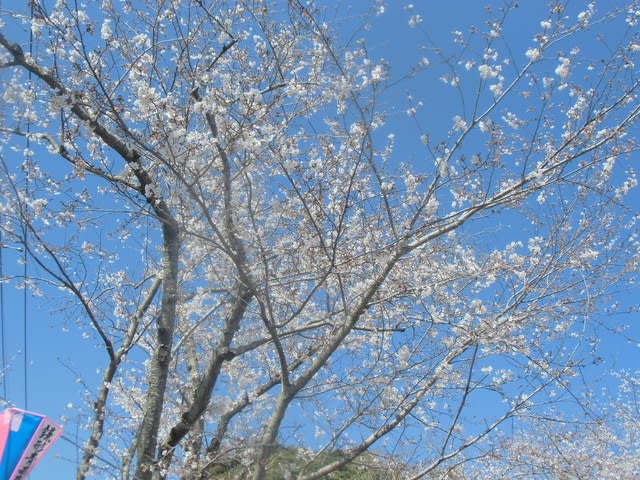 小見川 城山公園のサクラ祭り 4 1 午後2時の様子 小見川 高橋つり具 ブログ
