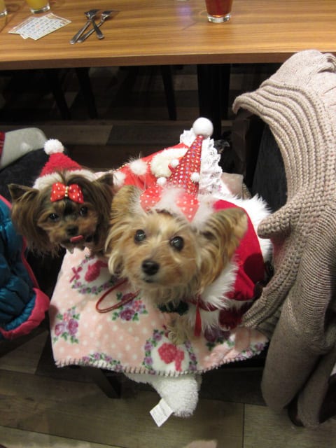 ドッグカフェのクリスマス会 バカ犬のひとり言 ドッグカフェのクリスマス会 バカ犬のひとり言