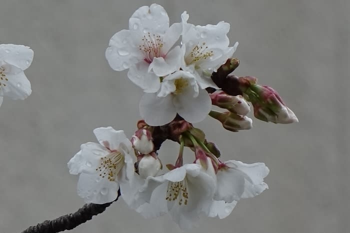 白い花の早咲きの桜 都内散歩 散歩と写真