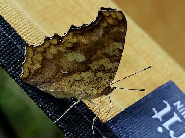 森の自然誌：蝶蛾リスト