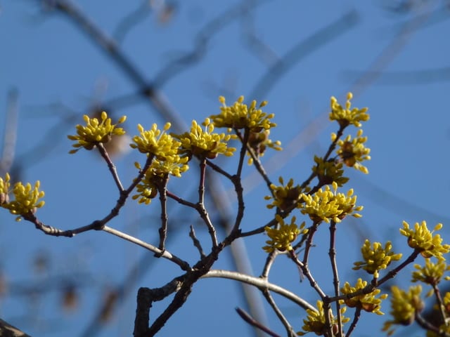 今日の一枚～やっぱり春は黄色♪ - なつみかんの木々を見上げて