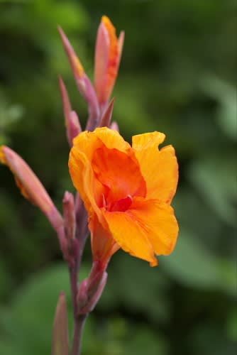 カンナ ブッダの血と言われる赤い花は9月13日の誕生花 Aiグッチ のつぶやき