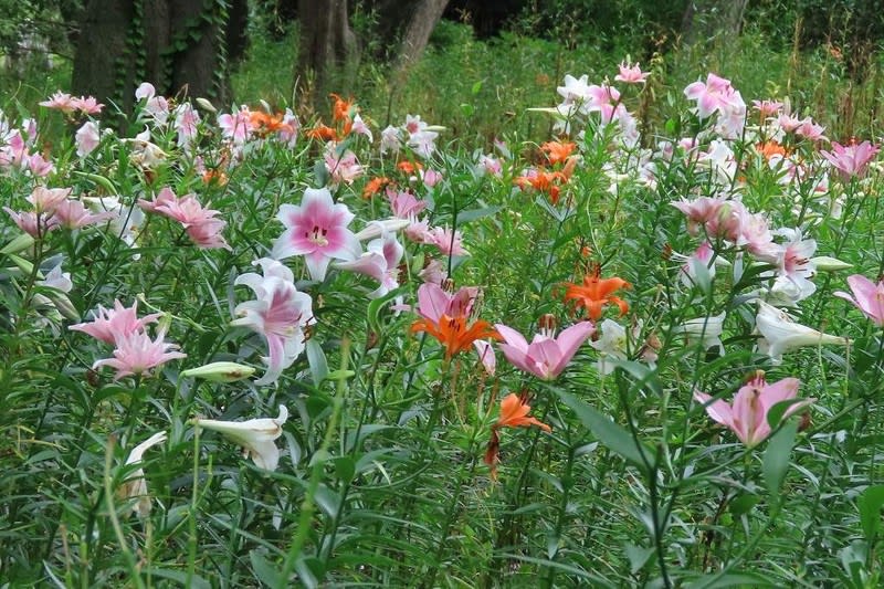 日比谷公園のユリ花壇と薔薇 写真で綴るすぎさんのブログ