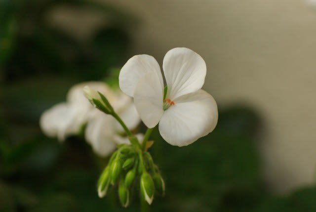 ゼラニウム 虫除けになると言われる花は10月12日の誕生花 Aiグッチ のつぶやき