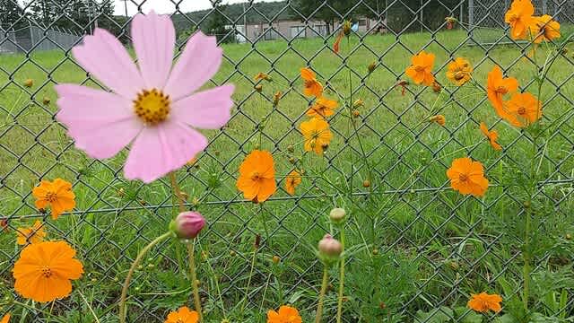 オレンジのコスモス おはよう ビビでっす オレンジのコスモス おはよう ビビでっす