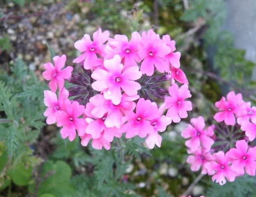 名称不詳の５月のピンクの花と白のバラ 愛媛県宇和島市からの良いたより
