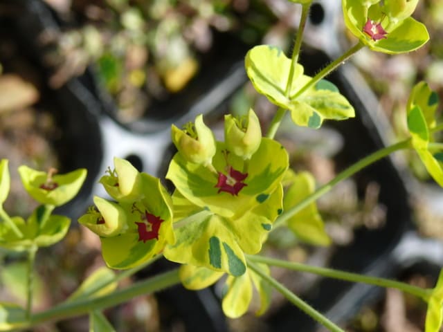 一関市 館ケ森アーク牧場 のユーフォルビア ゴールデンレインボー 18年4月10日 火 Peaの植物図鑑