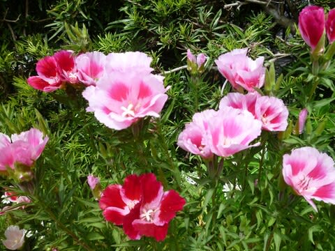 ゴデチア は逞しかった 花 華 Hana