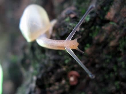酔っぱらって死んでもらいます ナメクジ殿 苔玉ごろごろ だから苔想 道草めも
