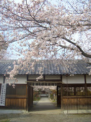 ある神社の桜