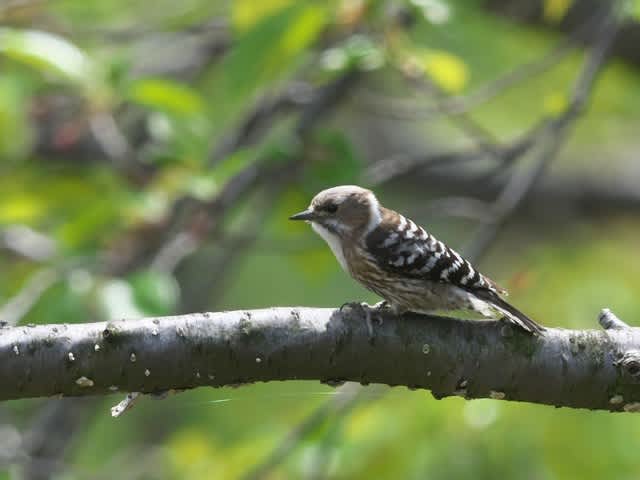 コゲラの巣作り ひなたぼっこ爺の写真館