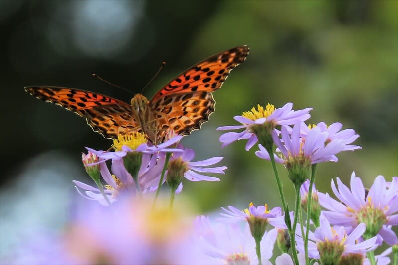 向島百花園 萩のトンネルと秋の花 写真で綴るすぎさんのブログ