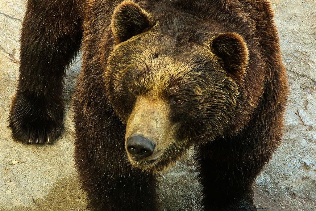 苫小牧港からクマ牧場 北海道ぶらり旅 1 炎のクリエイター日記 苫小牧港からクマ牧場 北海道ぶらり旅 1 炎のクリエイター日記