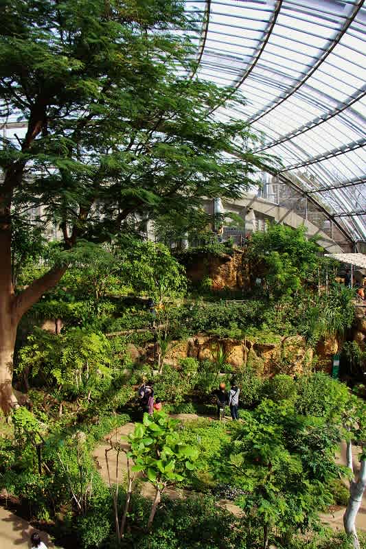 多摩動物公園 昆虫館の蝶々達 2 Morinoki 11 多摩動物公園 昆虫館の蝶々達 2 Morinoki 11