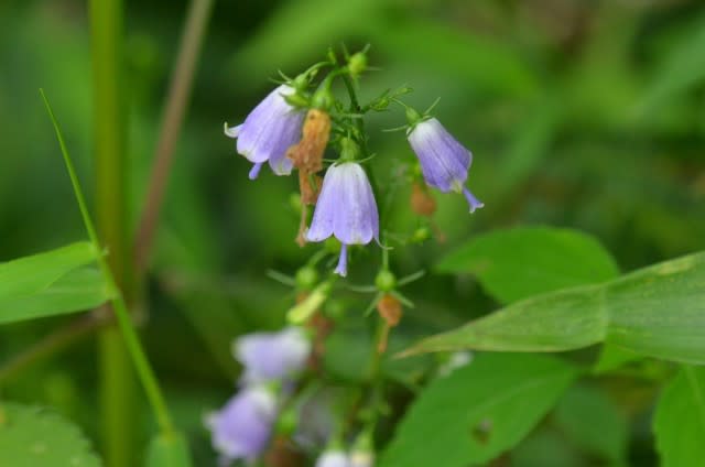 釣鐘ニンジン球根苗　薄紫の鐘形花の植物 約60cmき 釣鐘ニンジン球根苗 薄紫の鐘形花の植物 約60cmき 釣鐘人参（