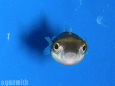 赤線フグ アクアウィズのオススメ 熱帯魚
