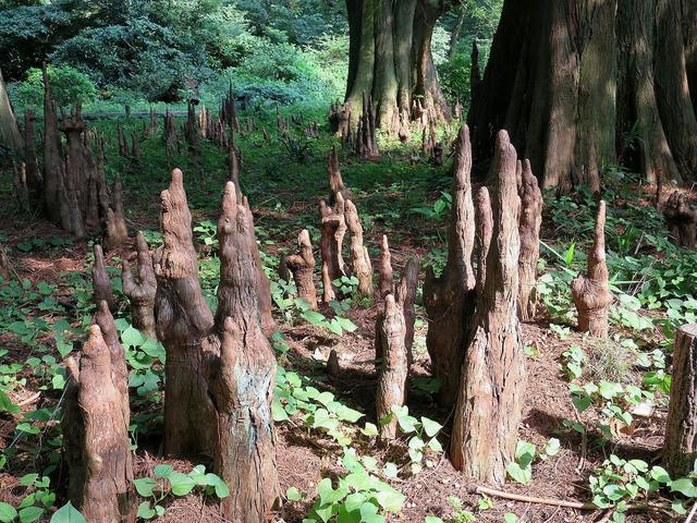 ラクウショウ　気根