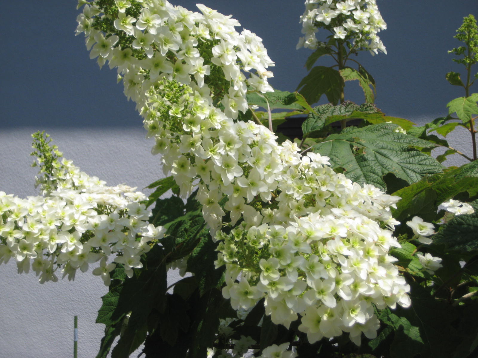 カシワバアジサイ 柏葉紫陽花 花熟里 けじゅくり の静かな日々 カシワバアジサイ 柏葉紫陽花 花熟里 けじゅくり の静かな日々