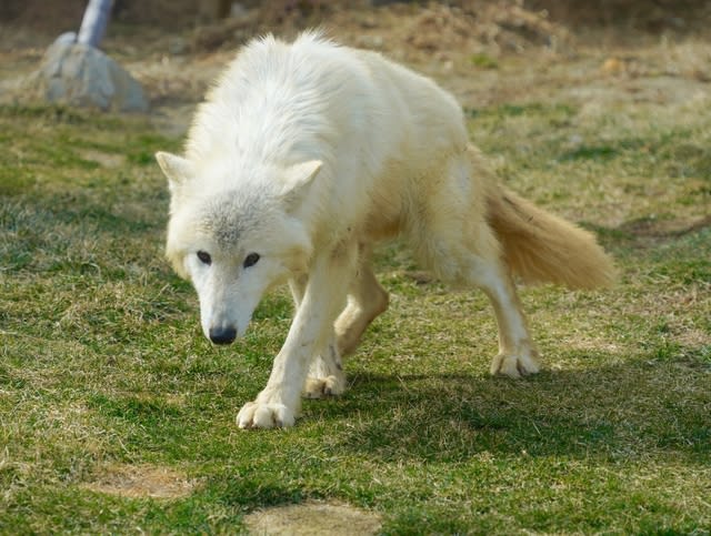 動物王国の白いオオカミ Yとyの日々