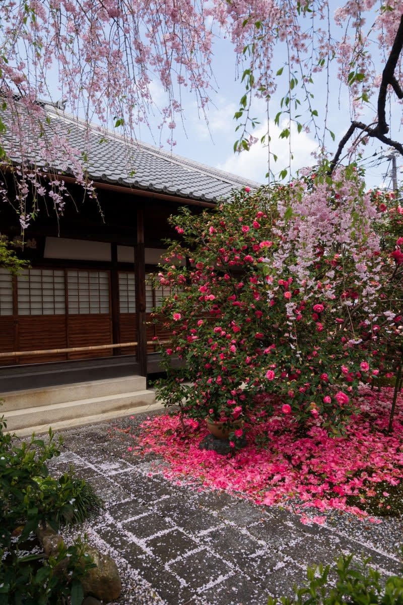 18年桜の京都 椿寺 地蔵院 の壁紙 計枚 壁紙 日々駄文