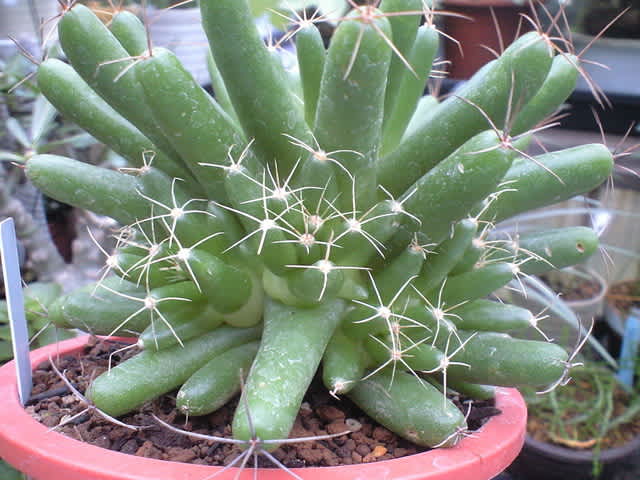 子沢山の 金星 です 新へそ曲がりおじさんの花便り 旧へそ曲がりおじさんの へそ曲がりなオカヤドカリ飼育法 子沢山の 金星 です 新へそ曲がりおじさんの花便り 旧へそ曲がりおじさんの へそ曲がりなオカヤドカリ飼育法