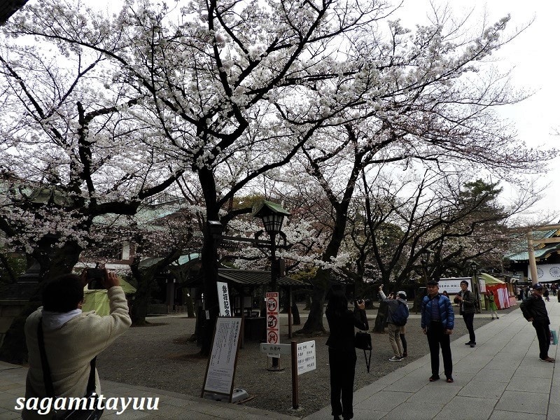 靖国神社 の桜の 標本木 の今 相模太夫の旅録 Tabi Log