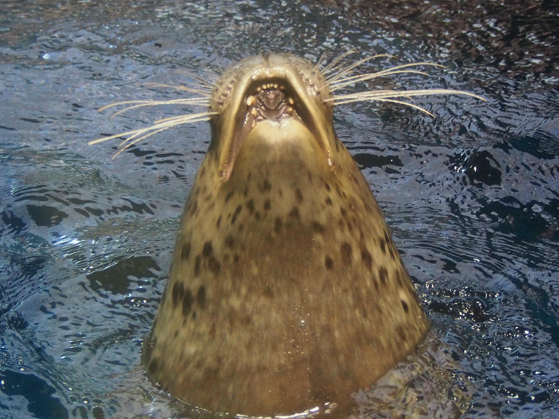 ほのぼの海遊館 ぶらっとjapan ほのぼの海遊館 ぶらっとjapan