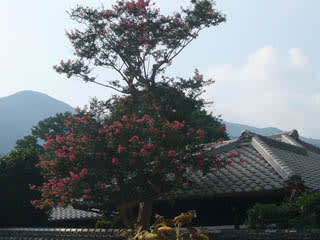 藤岡家住宅・満開のサルスベリの花の写真