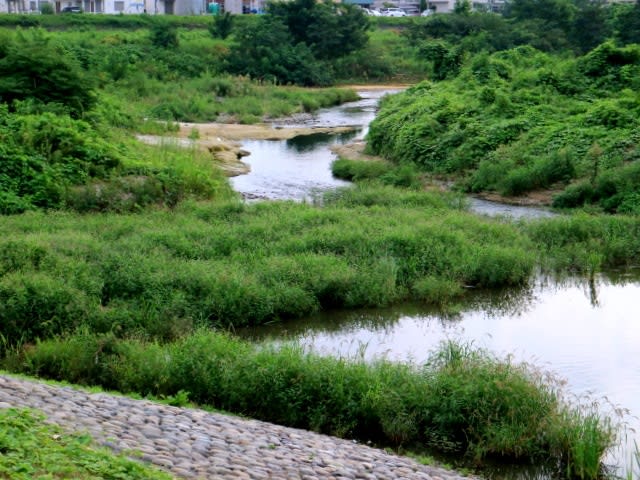秋近し 朝の川辺を 爺散歩 たけじいの気まぐれブログ 秋近し 朝の川辺を 爺散歩 たけじいの気まぐれブログ