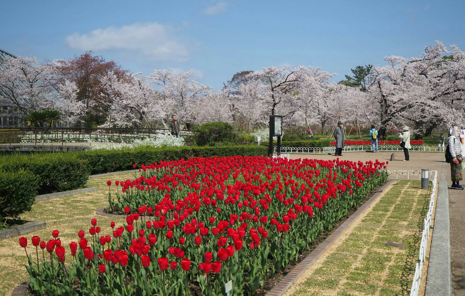 植物園の桜と半木の道八重紅しだれ桜 京都で定年後生活