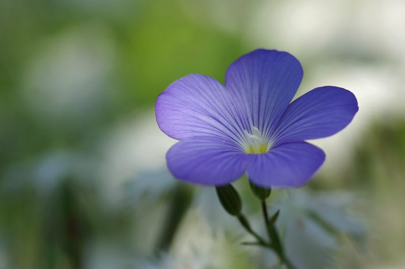青い花 山野草を楽しむ 青い花 山野草を楽しむ