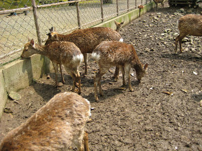 Yahikosika Yahikosika