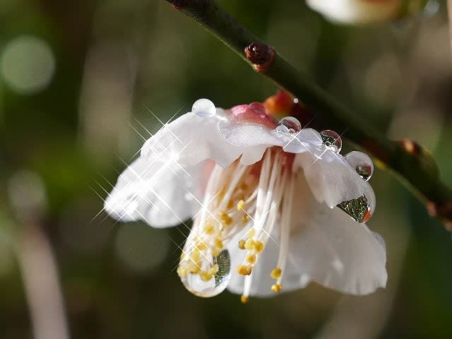 白梅の花で煌めく雨の雫 庭先の四季 白梅の花で煌めく雨の雫 庭先の四季
