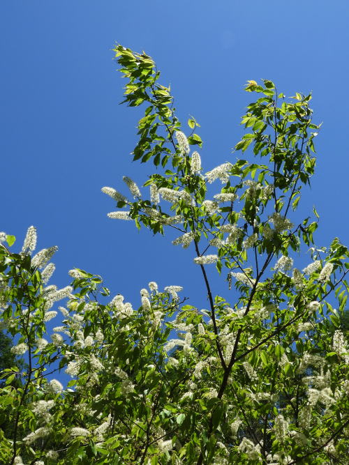 高ボッチ高原・鉢伏山の植物　ウワミズザクラ（上溝桜）