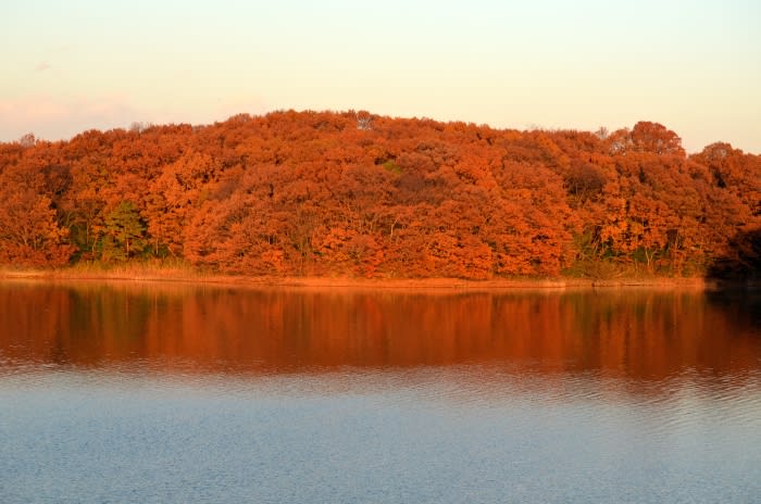 2012　多摩湖　狭山湖　紅葉