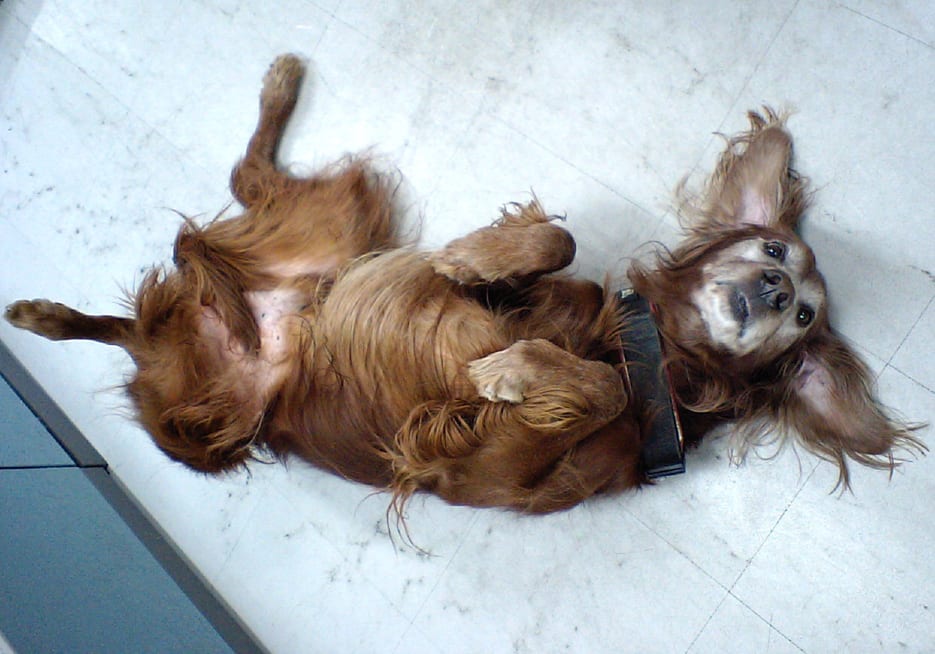 変な犬 Slow Slow 変な犬 Slow Slow