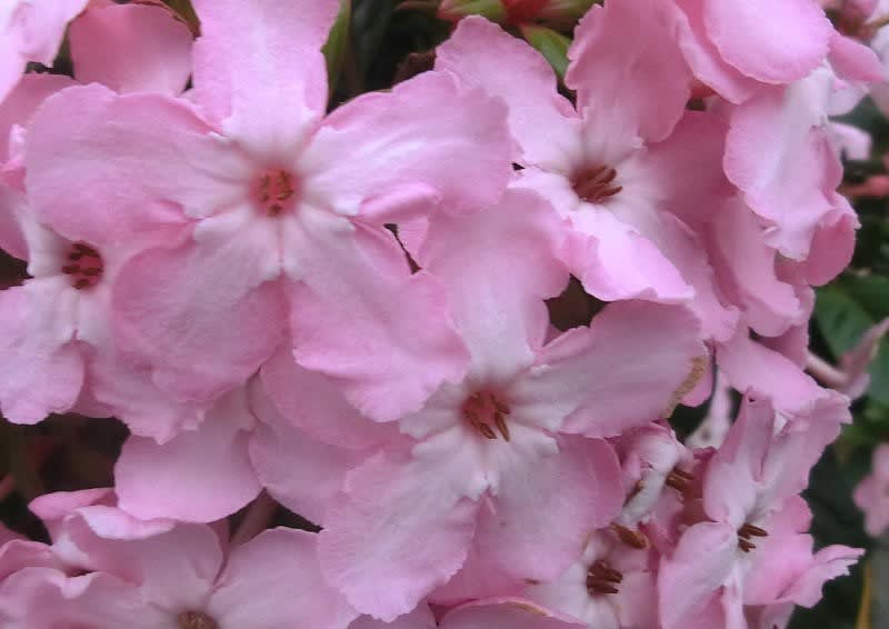ルクリア スイートルビーの花は ブーケ