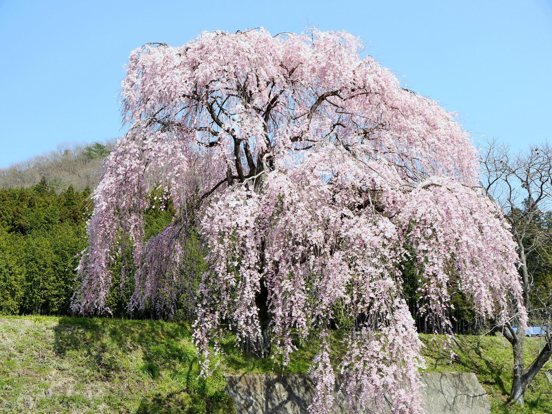 宇都宮市篠井町のしだれ桜 と 石那田の桜 まさとしくんのブログ