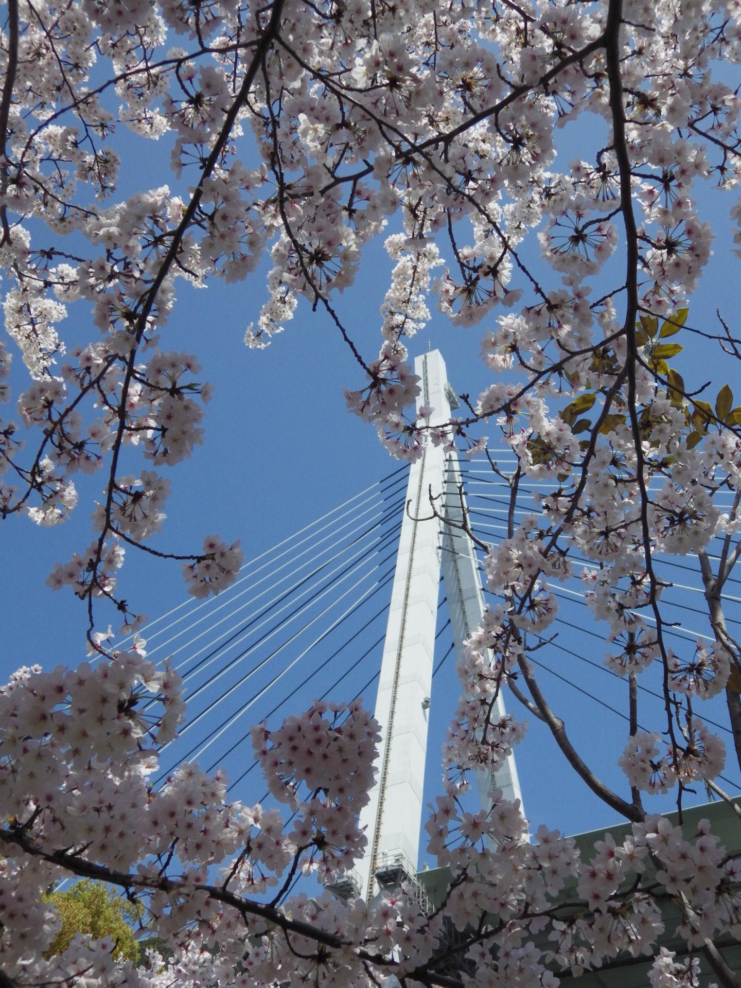 天保山公園の桜とその界隈 大阪 天保山 カメラ大好きおばあちゃん