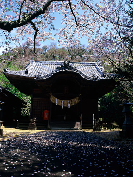 白山神社 桜 足摺旅日記 白山神社 桜 足摺旅日記