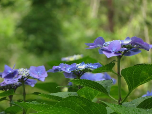 やっぱり紫陽花 青白編 京都府立植物園19年6月 2 なつみかんの木々を見上げて