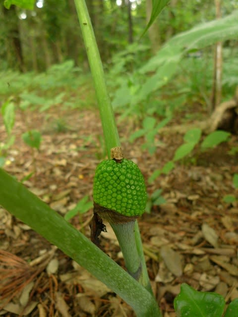 ムサシアブミ