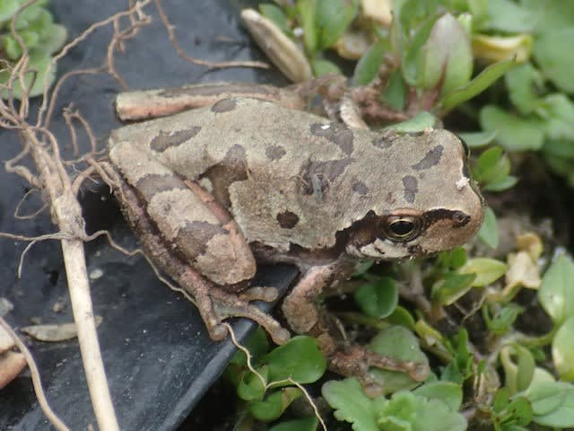 アマガエルも目覚めてきた アサギマダラの迷足譜