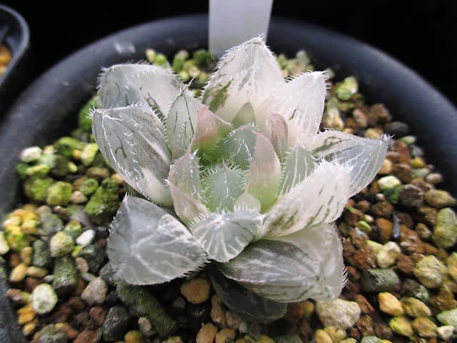 成長記録 ハオルチア クーペリー錦 ベヌスタ オブツーサ実生苗 my favorite plants 成長記録 ハオルチア クーペリー錦 ベヌスタ オブツーサ実生苗 my favorite plants