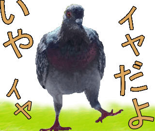 第６弾動くlineスタンプ完成 鳥の実写版 カズリン ｋａｚｕｒｉｎ のｌｉｎｅスタンプ 動く アニメーション スタンプ 作成記事