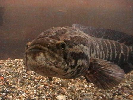 5号 いかつい顔のカムルチー ｎｐｏ法人北九州 魚部 魚ぶろぐ
