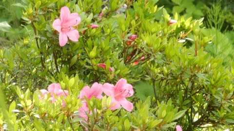サツキ ポピー ジャスミン 橙色のアヤメ 夏ロウバイ 朴ノ木の花 蕾 白い花のシラン 田舎暮らし サツキ ポピー ジャスミン 橙色のアヤメ 夏ロウバイ 朴ノ木の花 蕾 白い花のシラン 田舎暮らし