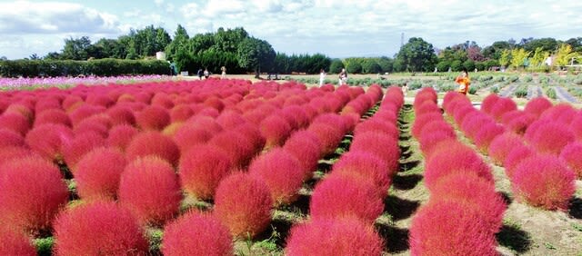 コキア ほうき草 ヒユ科 ひげ爺さんのお散歩日記 ３